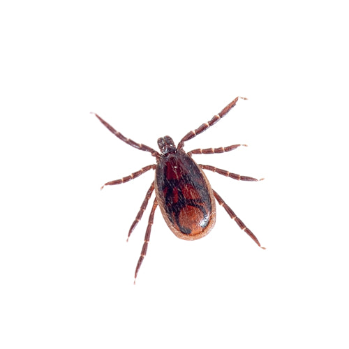 Have you heard about Ehrlichiosis? Caused by just one bite from a brown dog tick