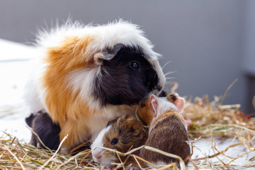 Everything You Need to Know About Guinea Pigs