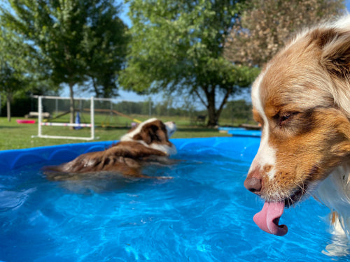 Tips to Keep Your Pets Cool This Summer