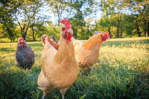 Health Problems in Backyard Poultry