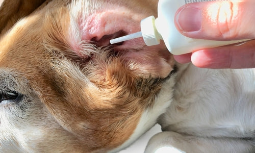 Ear Pain in Dogs & Cats