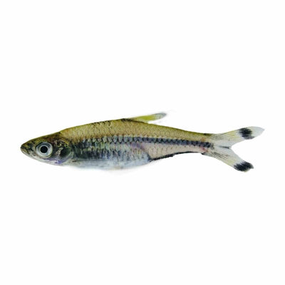 3 - 4cm Scissortail Black Rasbora (4cm) - Just For Pets Australia