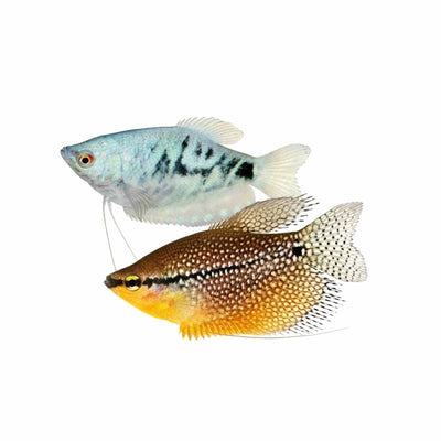 7cm Assorted Gourami Blue Gold Opal Plat Silver Lace (7cm) - Just For Pets Australia