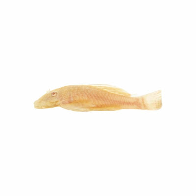 Albino Bristlenose Catfish (3cm) - Just For Pets Australia