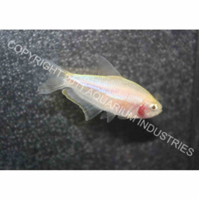 Albino Emperor Tetra (3cm) - Just For Pets Australia