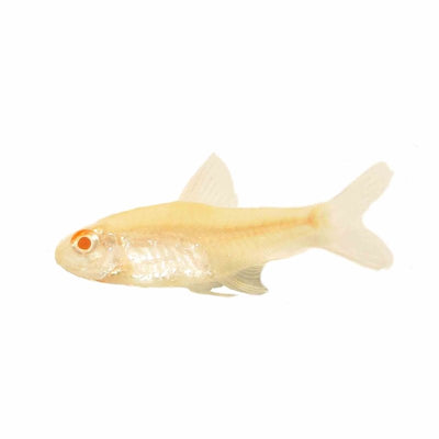 Albino Lemon Tetra (3cm) - Just For Pets Australia