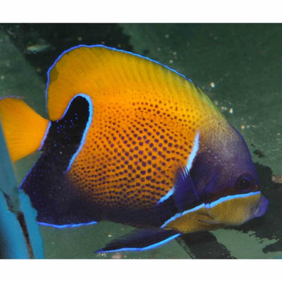 Angelfish - Blue Girdled - Med Adult (majestic) (MDA) - Just For Pets Australia