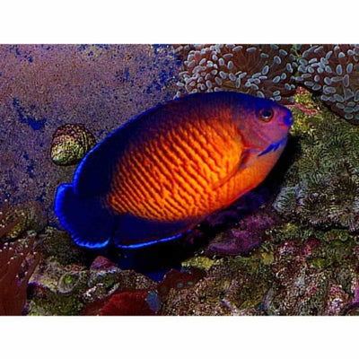 Angelfish - Coral Beauty (MED) - Just For Pets Australia