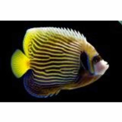 Angelfish - Emperor - Adult (MDA) - Just For Pets Australia