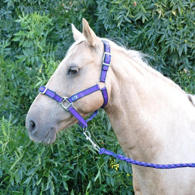 ANIPAL Comfort Horse Halter And Lead - Just For Pets Australia