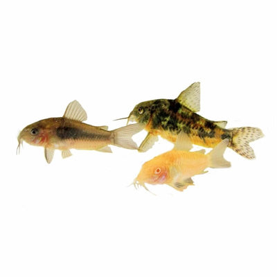 Assorted Corydoras (3.5cm) - Just For Pets Australia