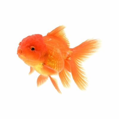 Assorted Oranda (12cm) - Just For Pets Australia