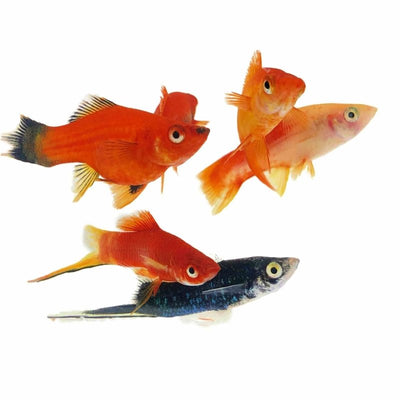 Assorted Swordtail (5cm) - Just For Pets Australia