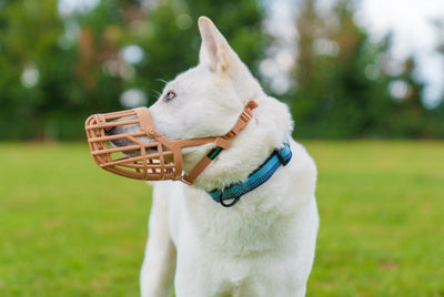 Baskerville Classic Basket Muzzle - Just For Pets Australia