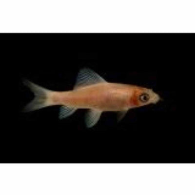 Black Shark Gold (5cm) - Just For Pets Australia