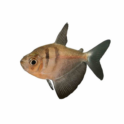 Black Widow Tetra (3cm) - Just For Pets Australia