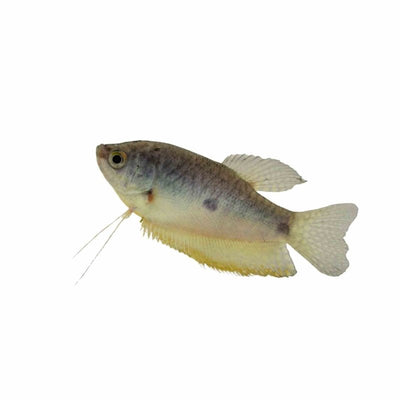 Blue Gourami (5cm) - Just For Pets Australia