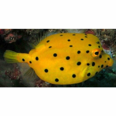 Boxfish - Yellow (MED) - Just For Pets Australia