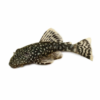 Bristlenose Catfish (3cm) - Just For Pets Australia