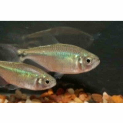 Buenos Aires Tetra (4cm) - Just For Pets Australia