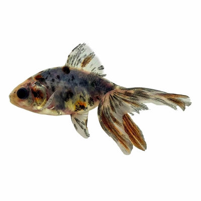 Calico Fantail (5cm) - Just For Pets Australia