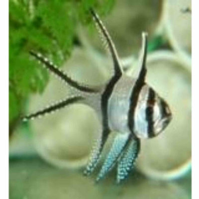 Cardinalfish - Banggai (MED) - Just For Pets Australia