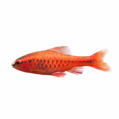 Cherry Barb (3cm) - Just For Pets Australia