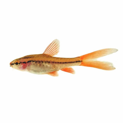 Cherry Barb Longfin (3cm) - Just For Pets Australia