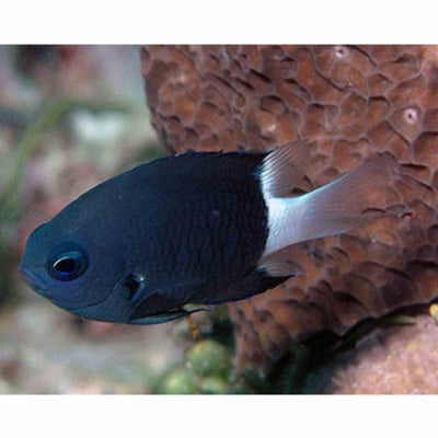 Chromis - Bicolour (MED) - Just For Pets Australia