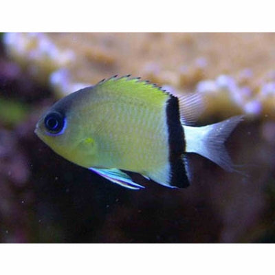 Chromis - Black Bar (MED) - Just For Pets Australia