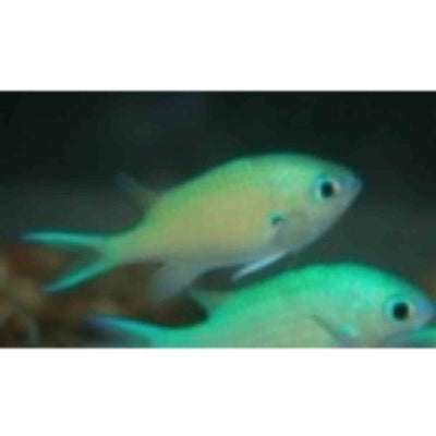 Chromis - Blue/ Green (LGE) - Just For Pets Australia