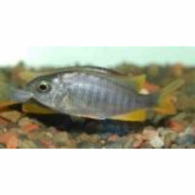 Copadichromis Kadango Red (5cm) - Just For Pets Australia