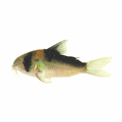 Corydoras Adolfoi (3cm) - Just For Pets Australia