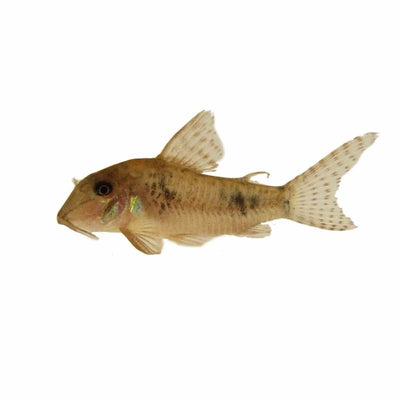 Corydoras Ellisae (3.5cm) - Just For Pets Australia