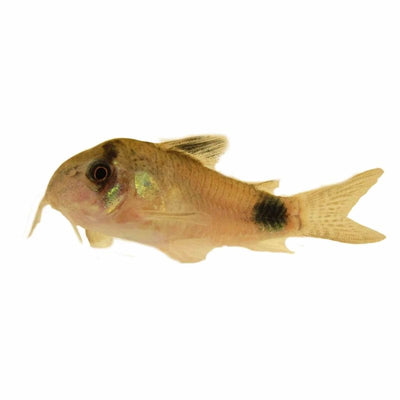 Corydoras Panda (3cm) - Just For Pets Australia