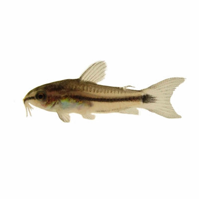 Corydoras Pygmaeus (1.5cm) - Just For Pets Australia