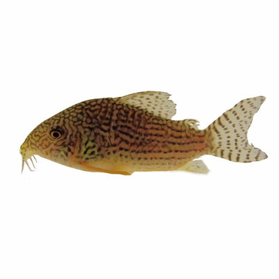 Corydoras Sterbai (3.5cm) - Just For Pets Australia