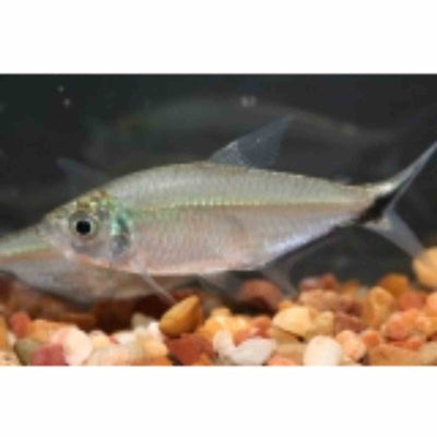 Costae Tetra (3.5cm) - Just For Pets Australia