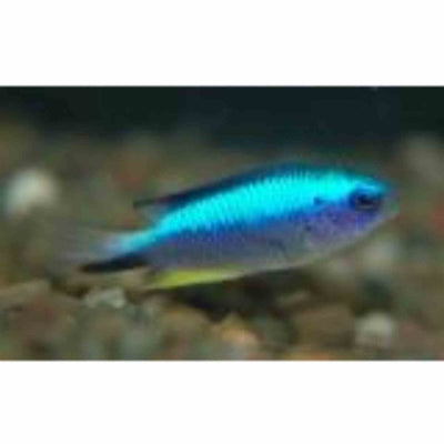 Damselfish - Allens (MED) - Just For Pets Australia