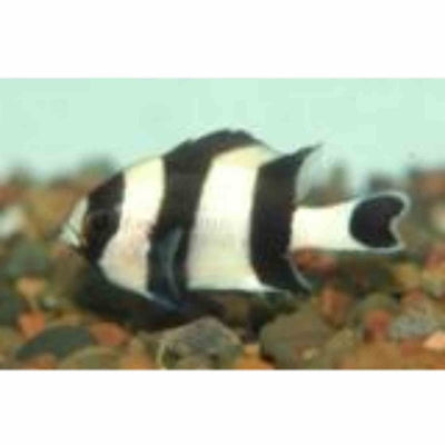 Damselfish - Black Tail Humbug (MED) - Just For Pets Australia