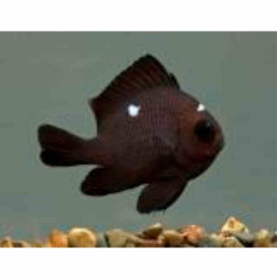 Damselfish - Domino (MED) - Just For Pets Australia