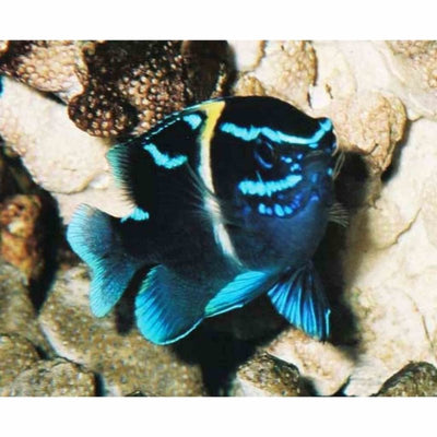 Damselfish - Javanese Blue Streak (MED) - Just For Pets Australia