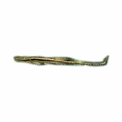 Farlowella Catfish (5cm) - Just For Pets Australia