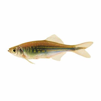 Giant Danio (3 - 4cm) (4cm) - Just For Pets Australia