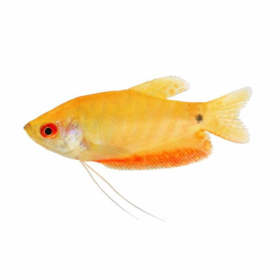 Golden Gourami (5cm) - Just For Pets Australia