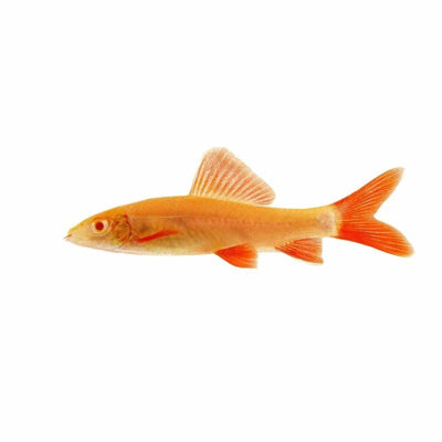 Golden Shark (5cm) - Just For Pets Australia