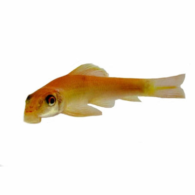 Golden Sucking Catfish (7cm) - Just For Pets Australia