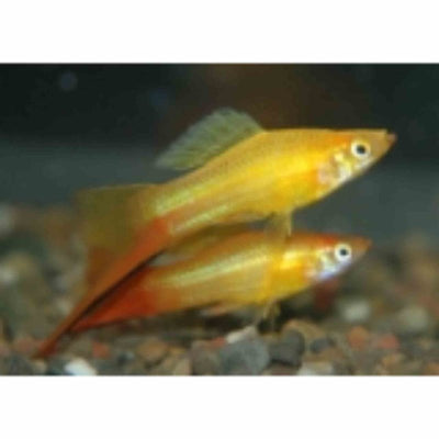 Golden Swordtail (5cm) - Just For Pets Australia