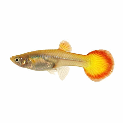 Guppy Female Assorted (3 - 4cm) (3.5cm) - Just For Pets Australia