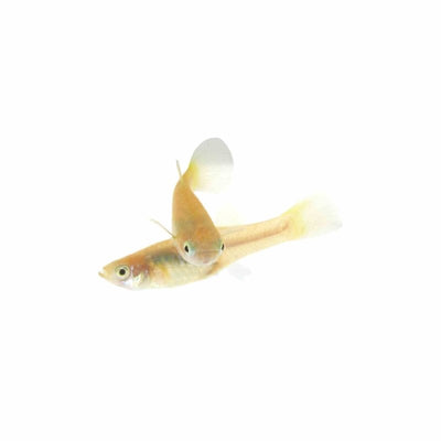 Guppy Female Yellowtail (3 - 4cm) (3.5cm) - Just For Pets Australia